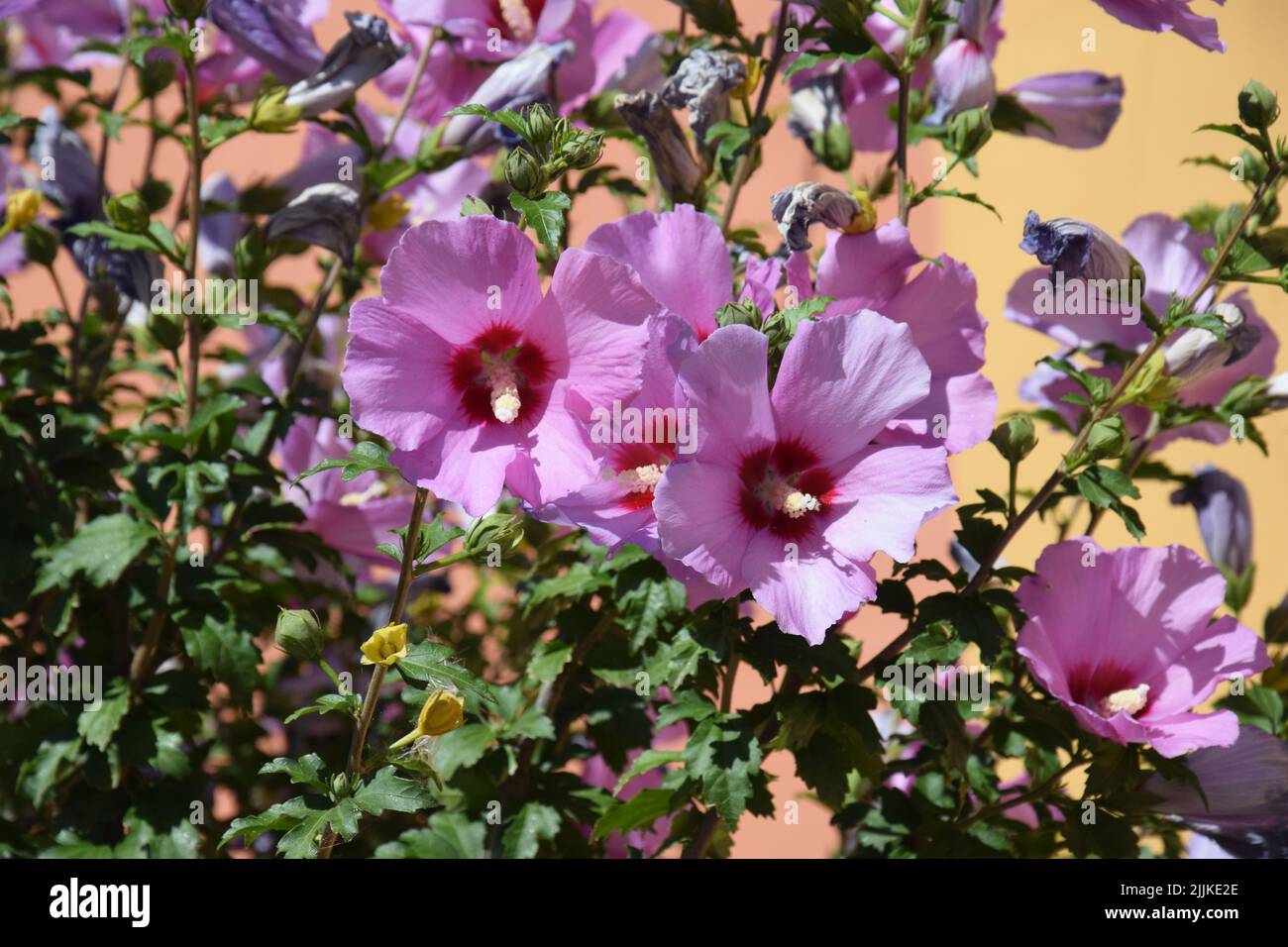 Hibiscus blooms in summer. Beautiful pink flowers Hibiscus syriacus