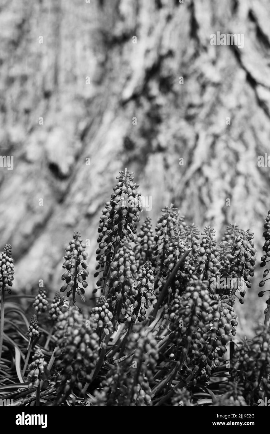 Beautiful spring flowers growing in the flower garden in black and ...