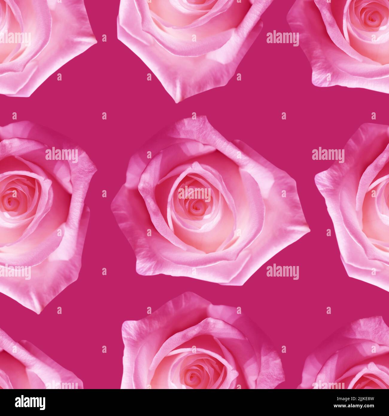 Beautiful pink rose flowers hi-res stock photography and images - Alamy
