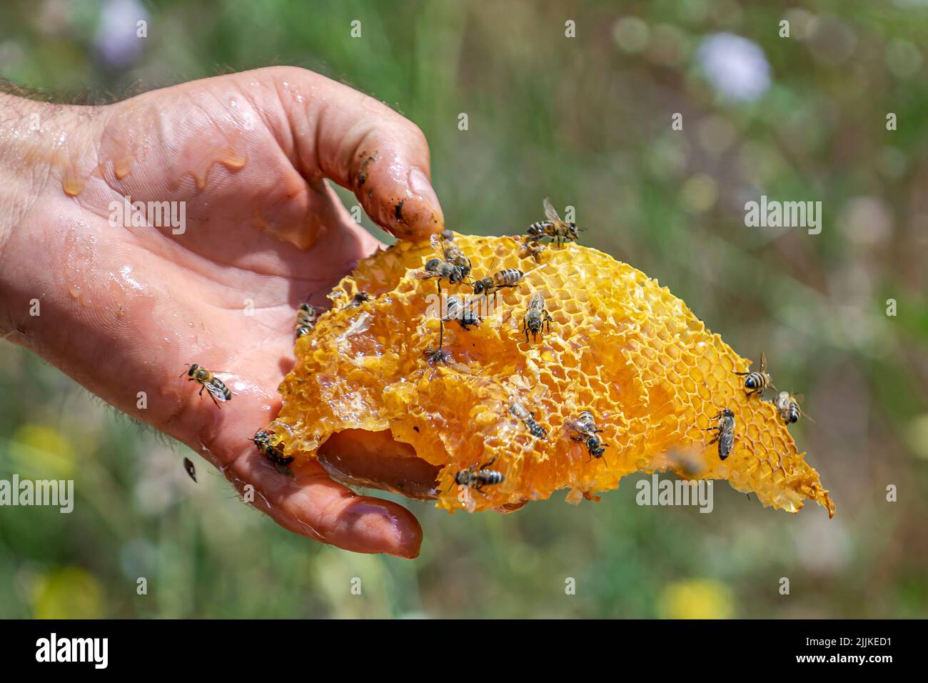The Bees on small honeycomb held by apiarist Stock Photo