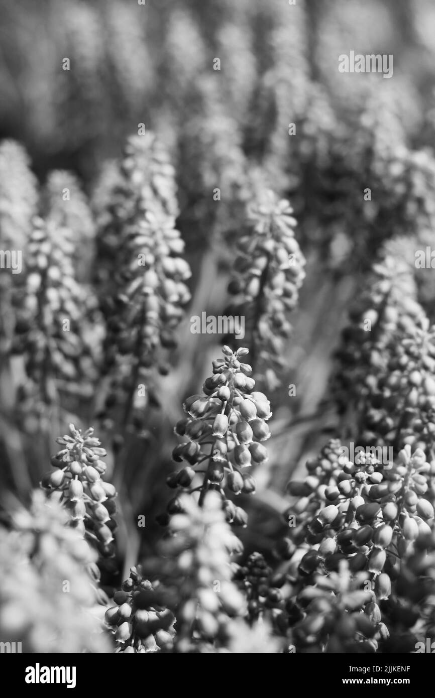 Beautiful spring flowers growing in the flower garden in black and ...