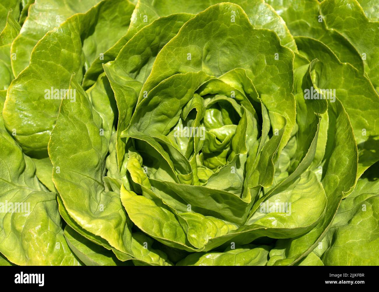 Green lettuce in close-up Stock Photo