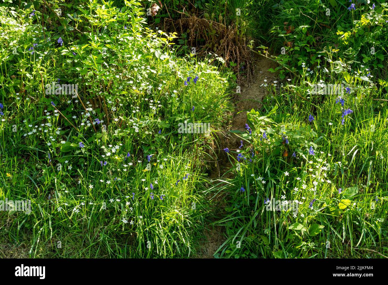 A grassy bank with stitchwort and bluebells Stock Photo