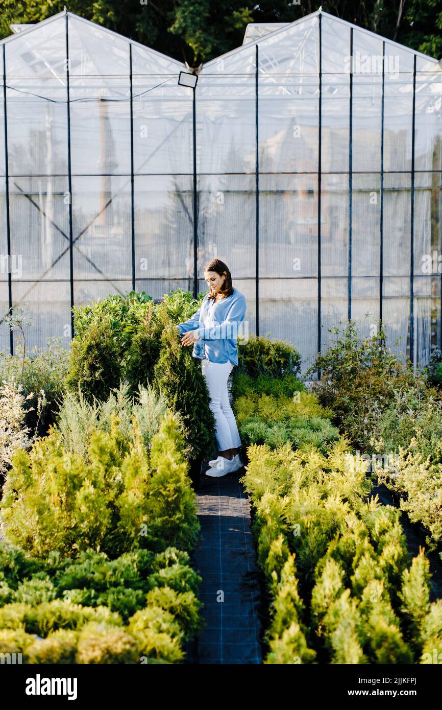 A young woman stands in a large greenhouse and chooses a pot with a ...