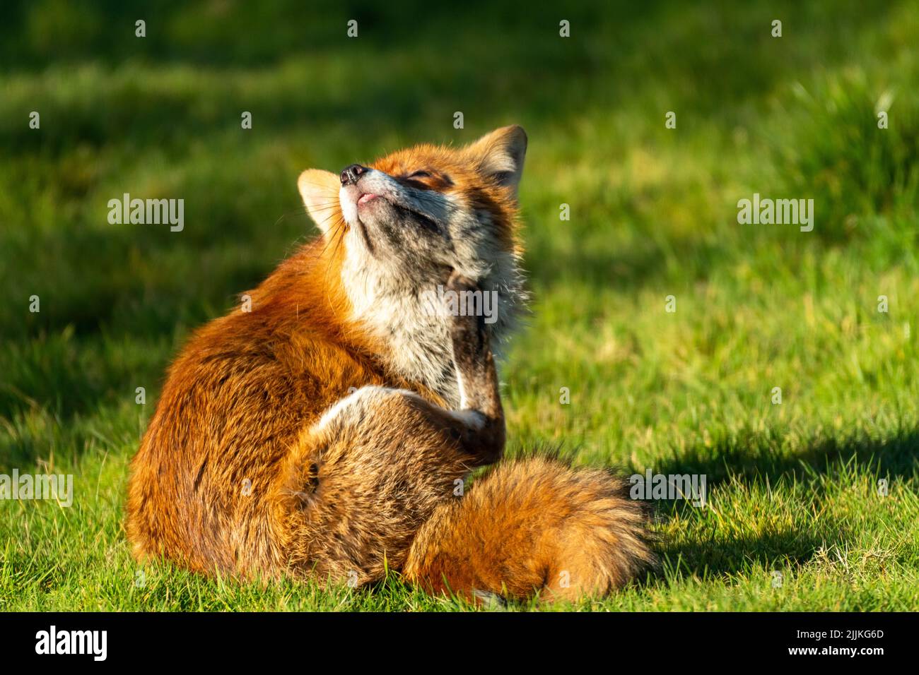 Fox scratching in grass hires stock photography and images Alamy