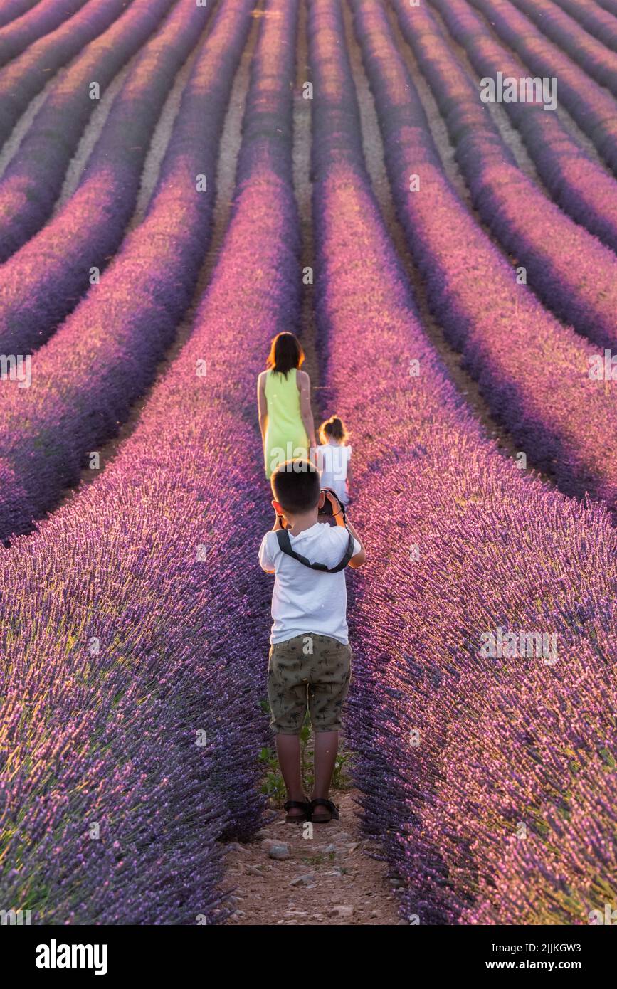 A young child photographer takes a photo of his mom and sister in a lavender field in provence Stock Photo