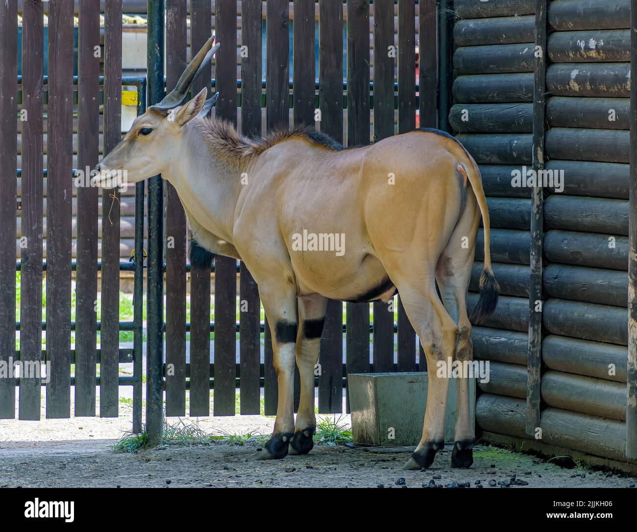 A beautiful shot of an Antelope in the zoo of Hodonin Moose Antelope Stock Photo