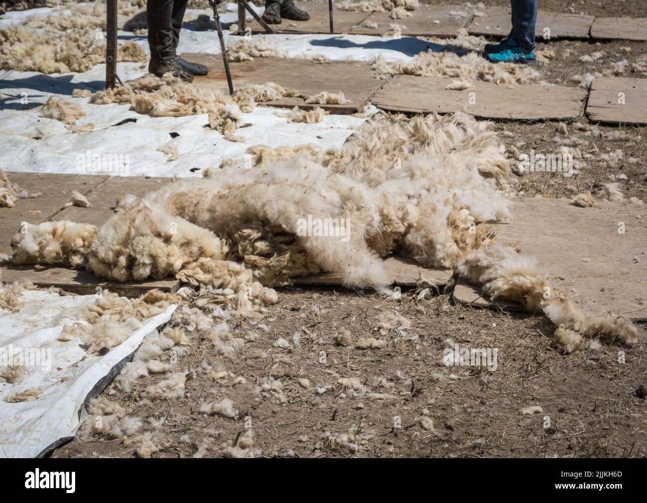 Men use clippers to shear sheep fleeces at a sheep shearing. sheep shearing in spring Stock Photo