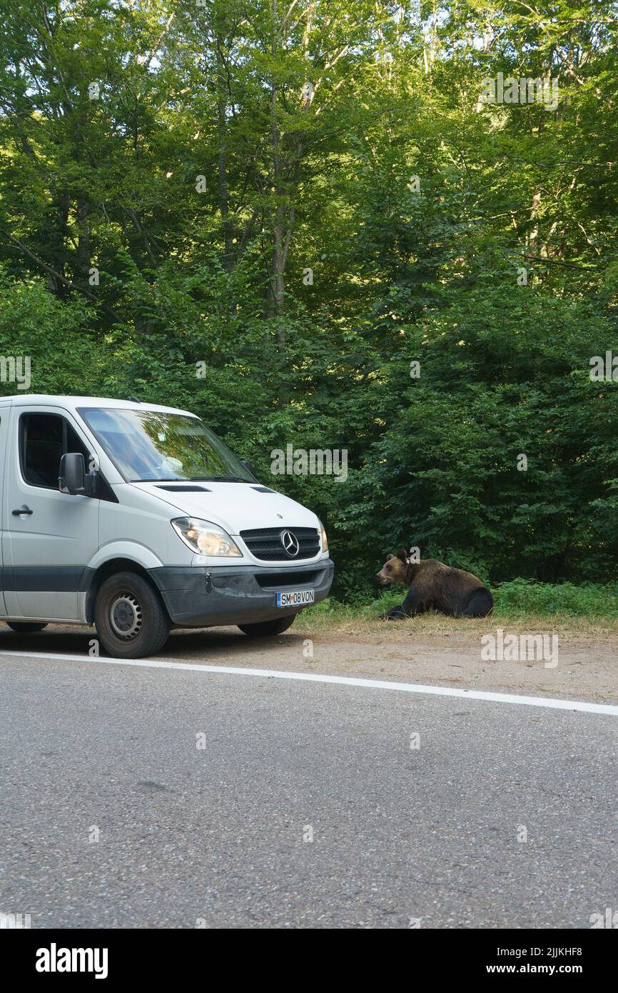 A man feeding a bear from his car at the side of the road in Romania
