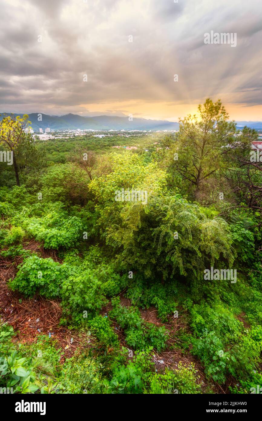 A beautiful landscape of forest surrounded by green bushes during sunrise Stock Photo