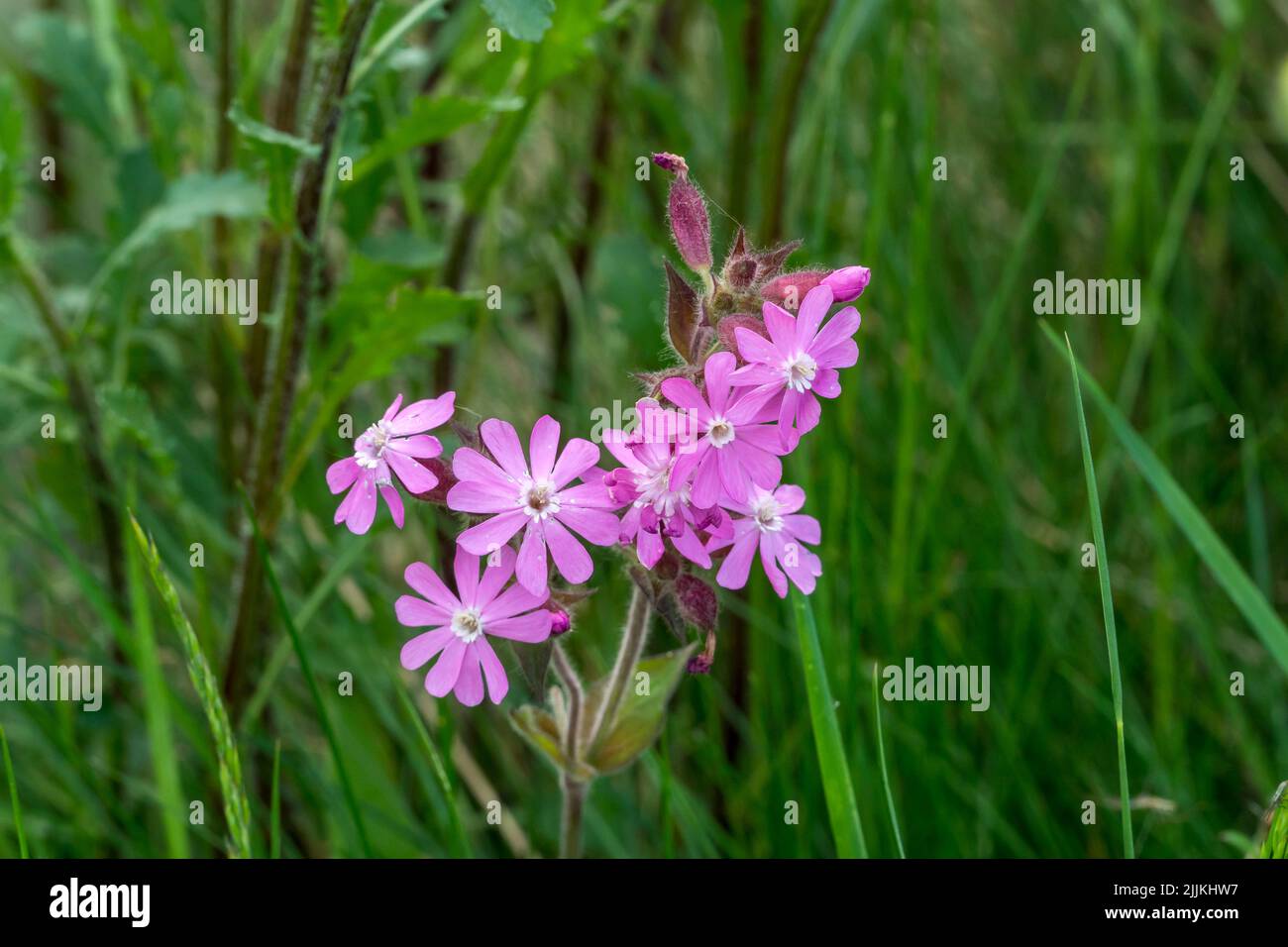 Red Campion flowers Stock Photo