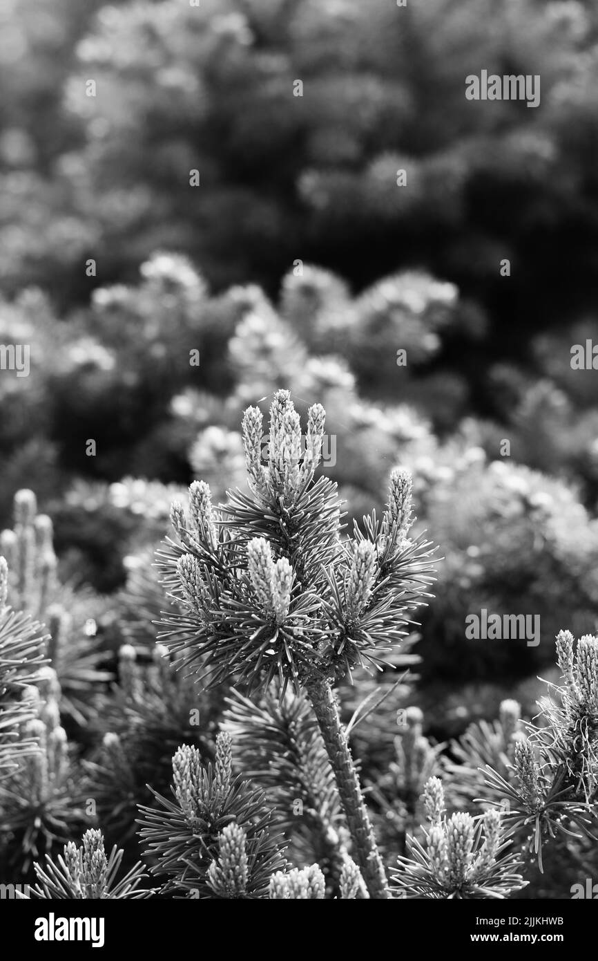 Pine tree branches growing in the sunny meadow in black and white Stock