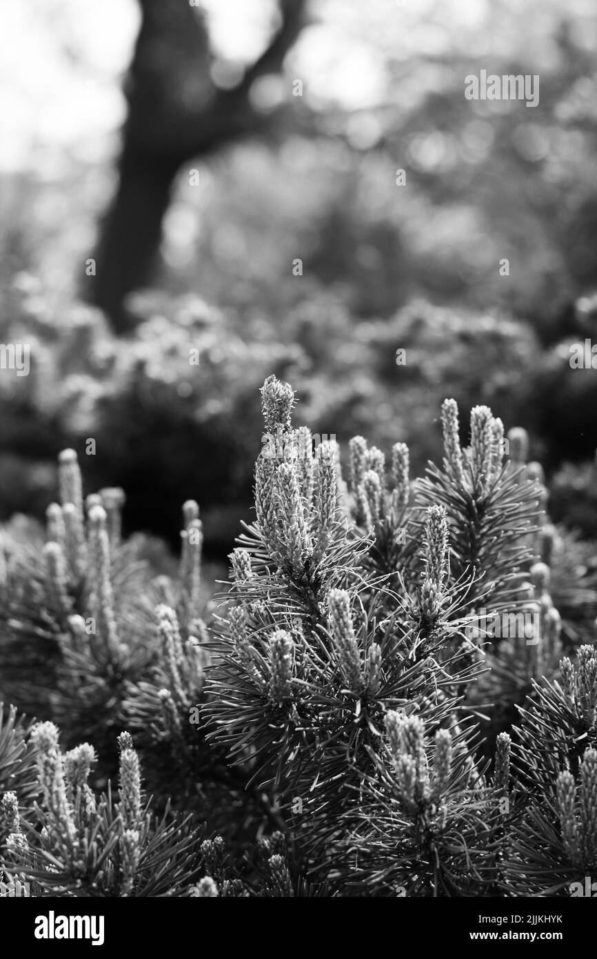 Pine tree branches growing in the sunny meadow in black and white Stock