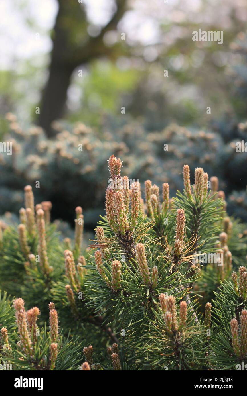 Pine tree branches growing in the sunny meadow Stock Photo Alamy