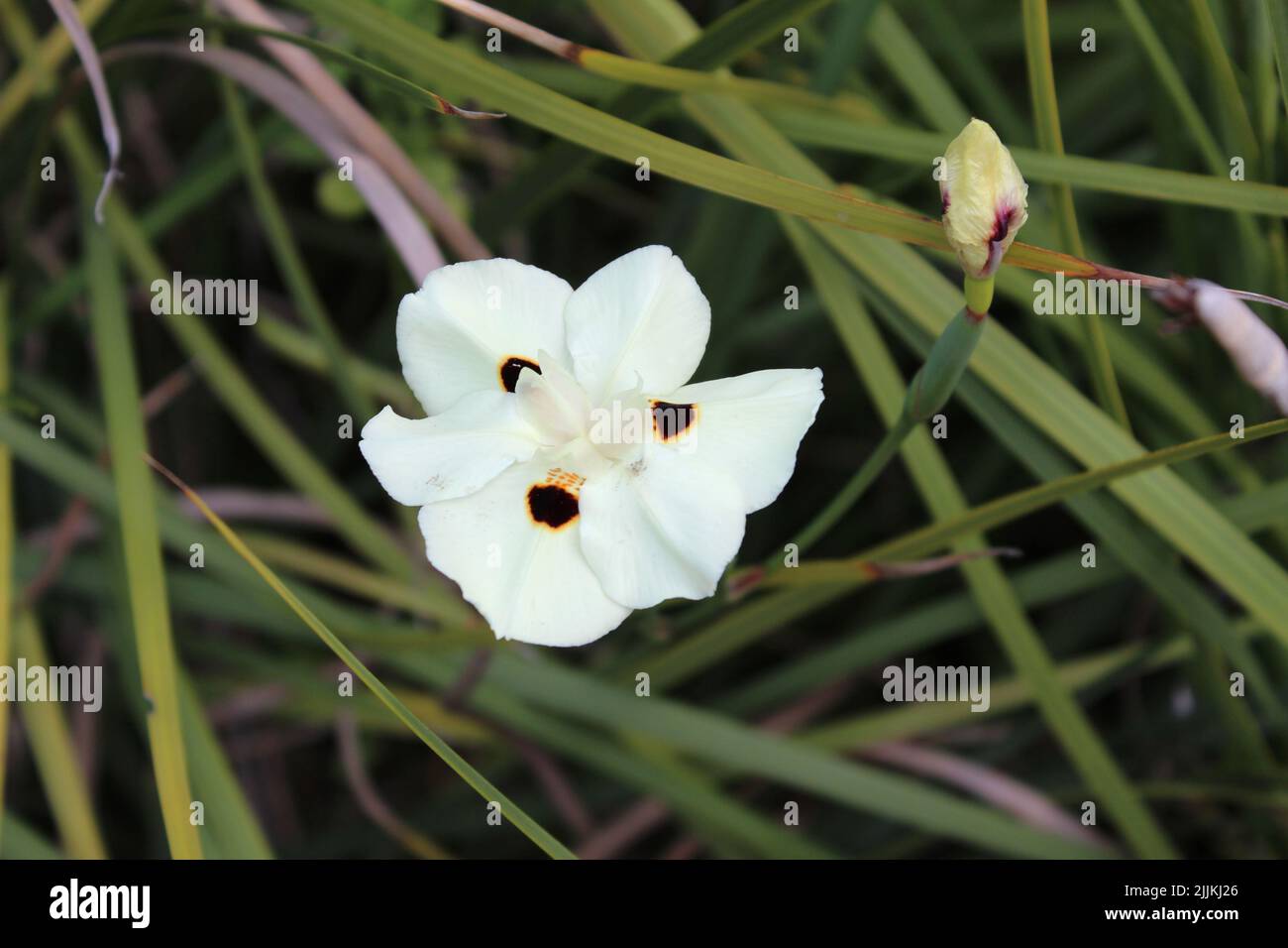 A closeup shot of the dietes bicolor flower growing in the garden Stock Photo