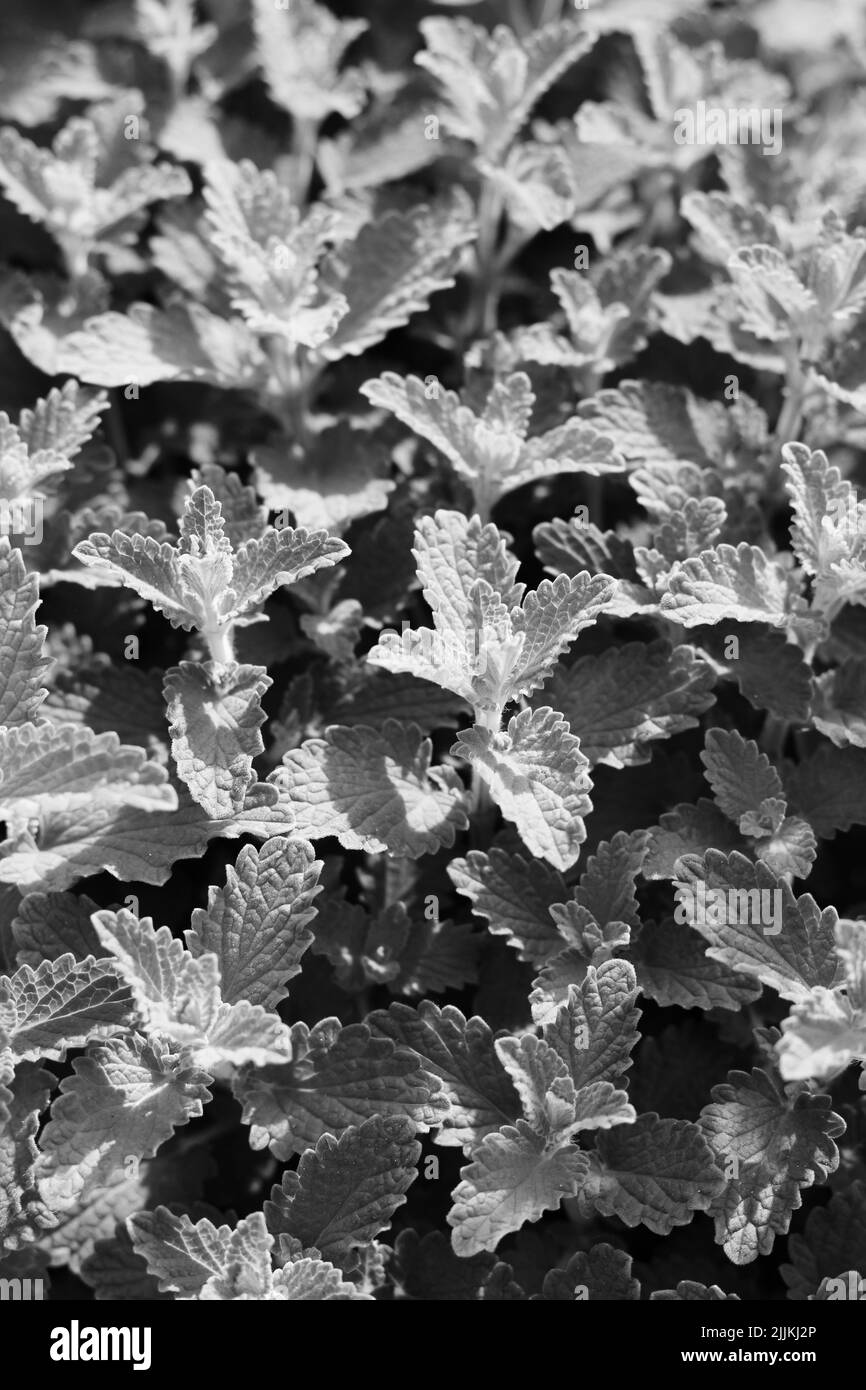 Full frame of leafy mint plants growing in the garden in black and white. Stock Photo