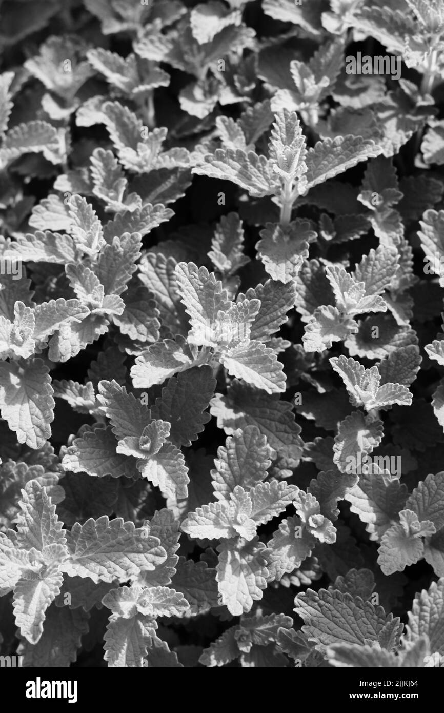 Full frame of leafy mint plants growing in the garden in black and white. Stock Photo