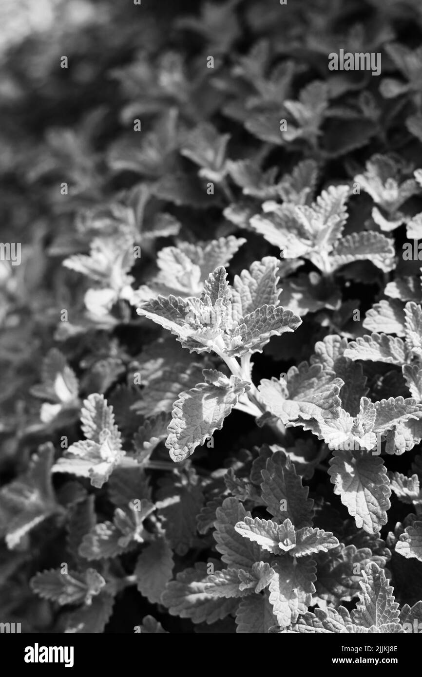 Full frame of leafy mint plants growing in the garden in black and white. Stock Photo