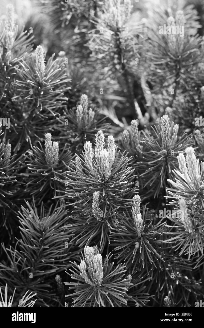 Pine tree branches growing in the sunny meadow in black and white Stock