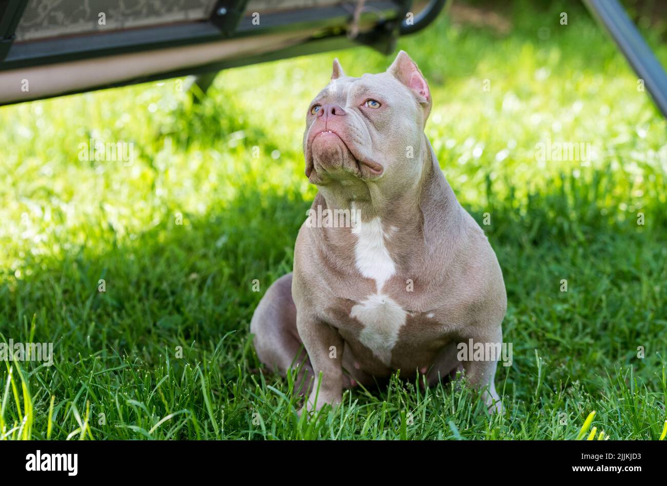 American discount bully color