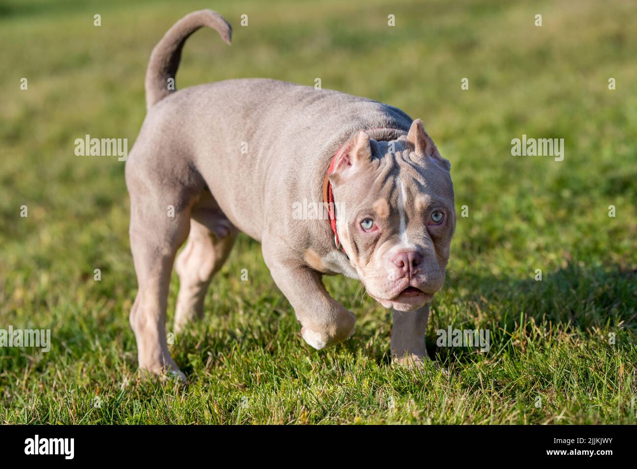 A pocket Lilac color male American Bully puppy dog is walking. Stock Photo