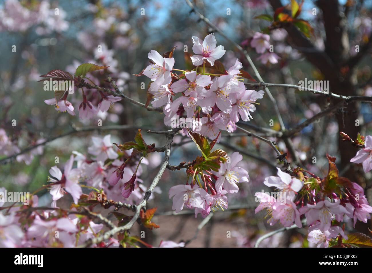 Close up shot sakura hi-res stock photography and images - Alamy