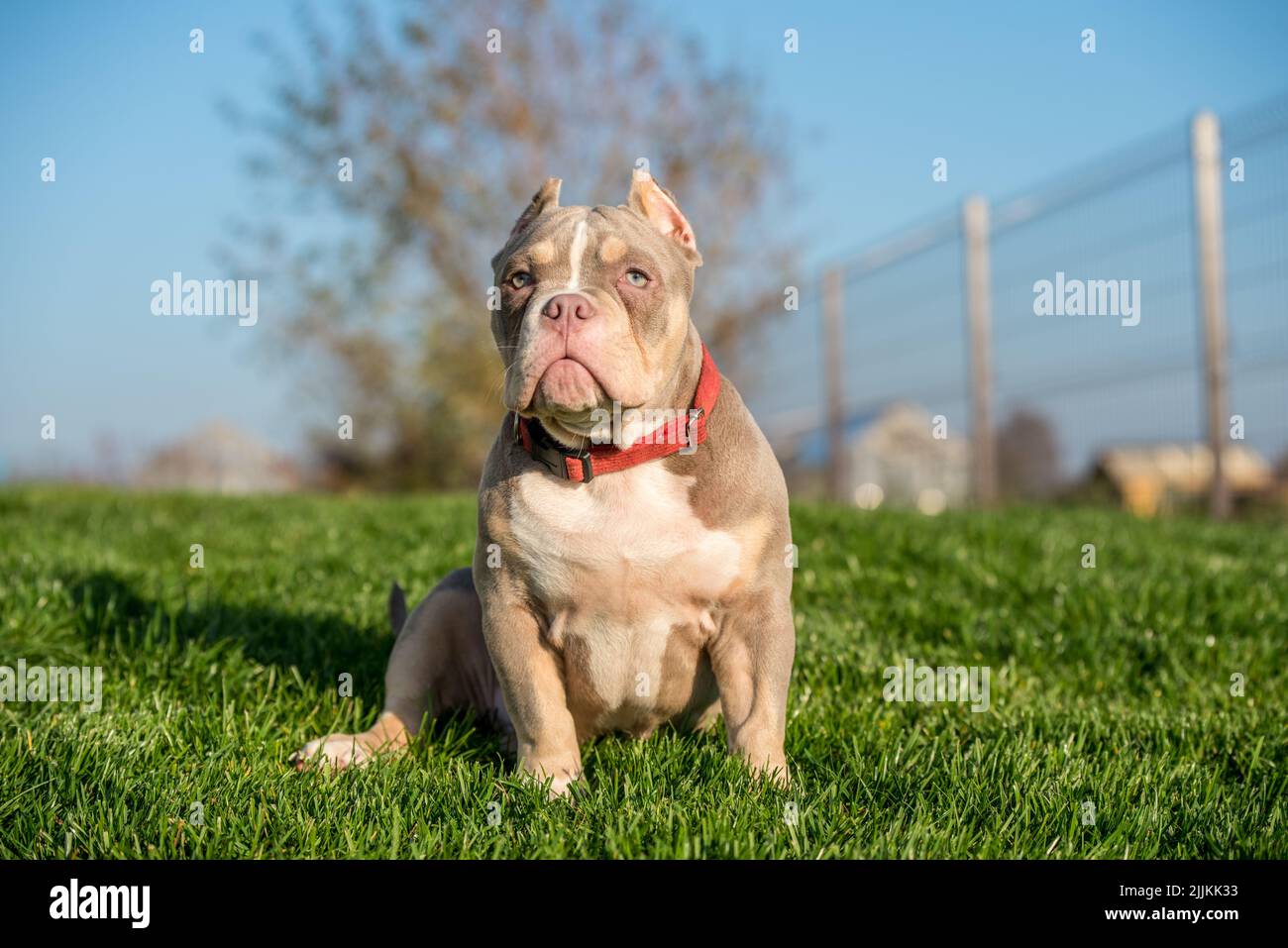 American bully guard best sale dog