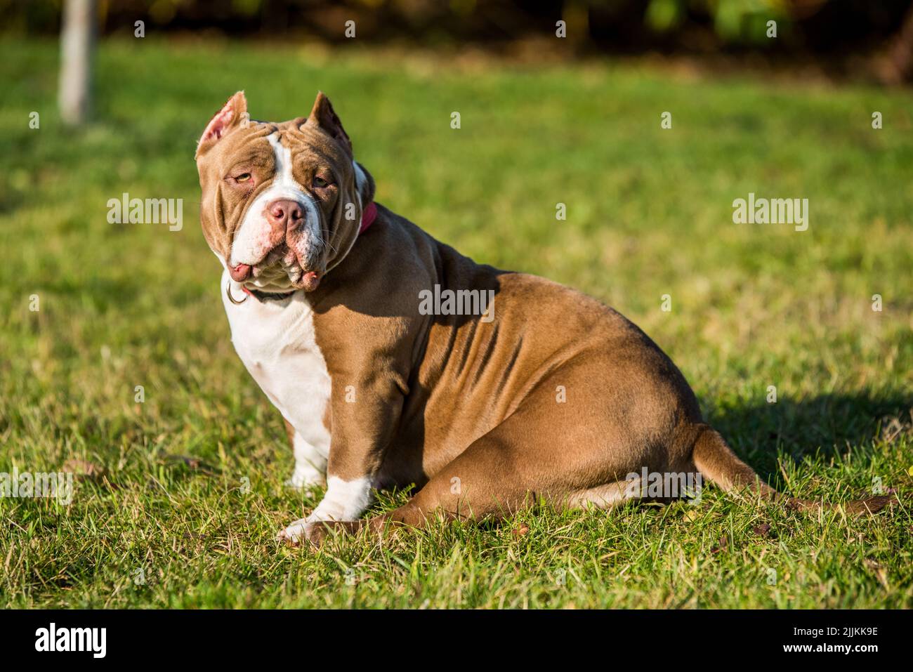Chocolate color American Bully female dog is on green grass Stock Photo