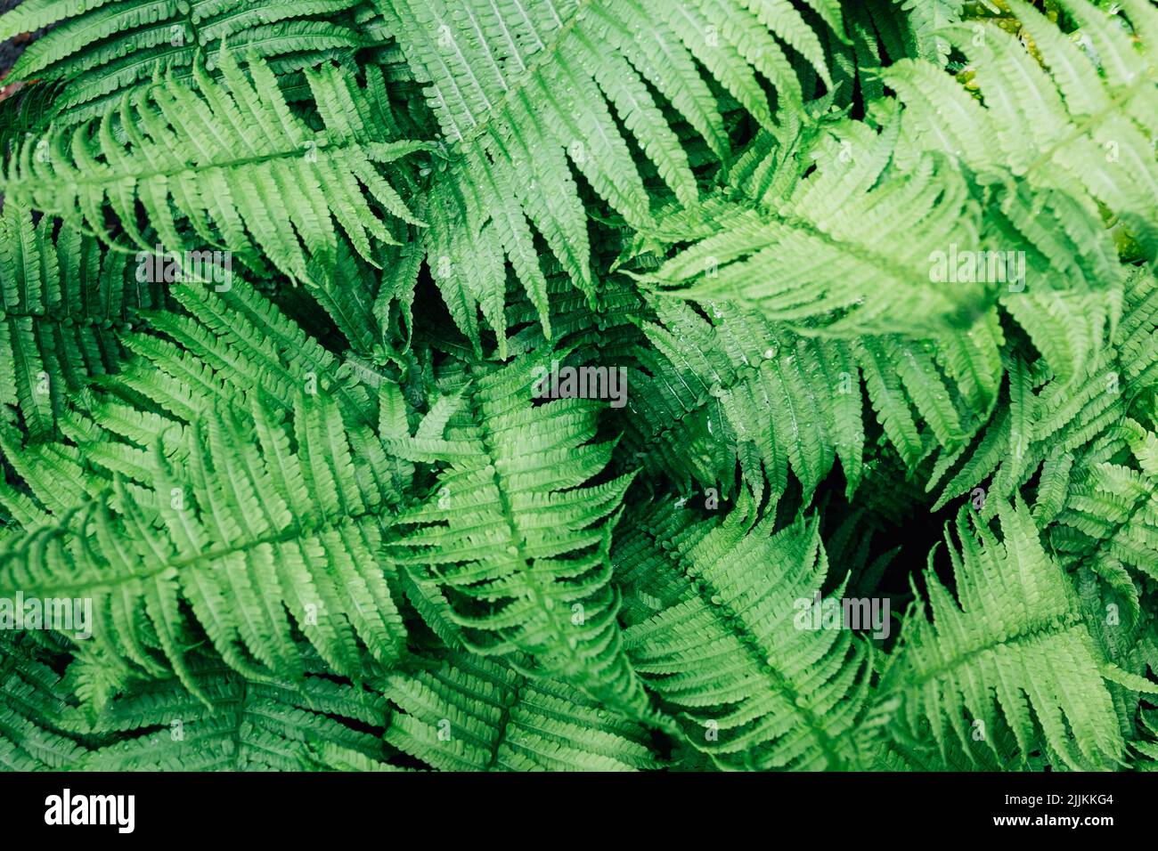 Sunlight fern leaves hi-res stock photography and images - Alamy