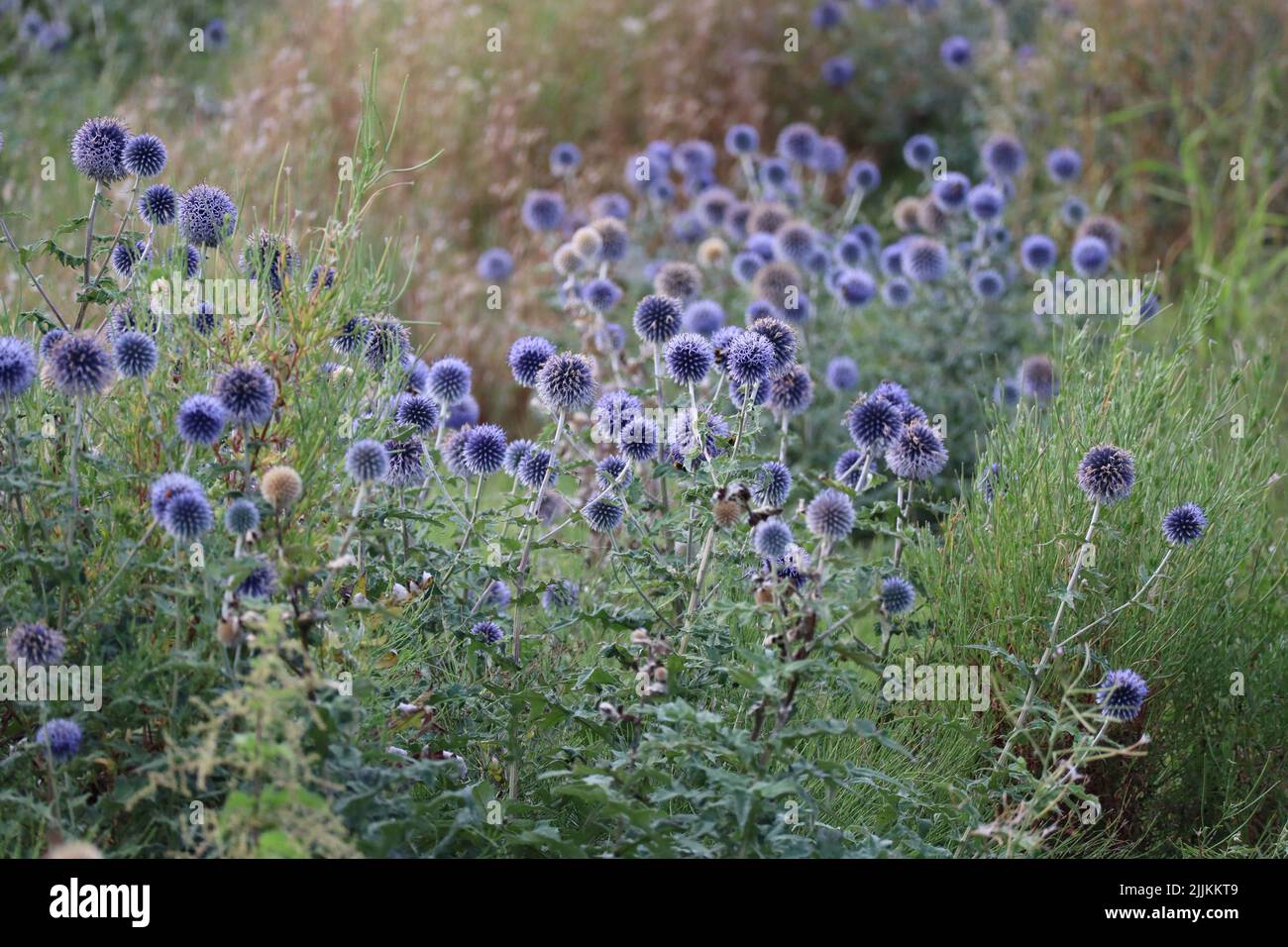 Globe thistle field with Insects Stock Photo Alamy