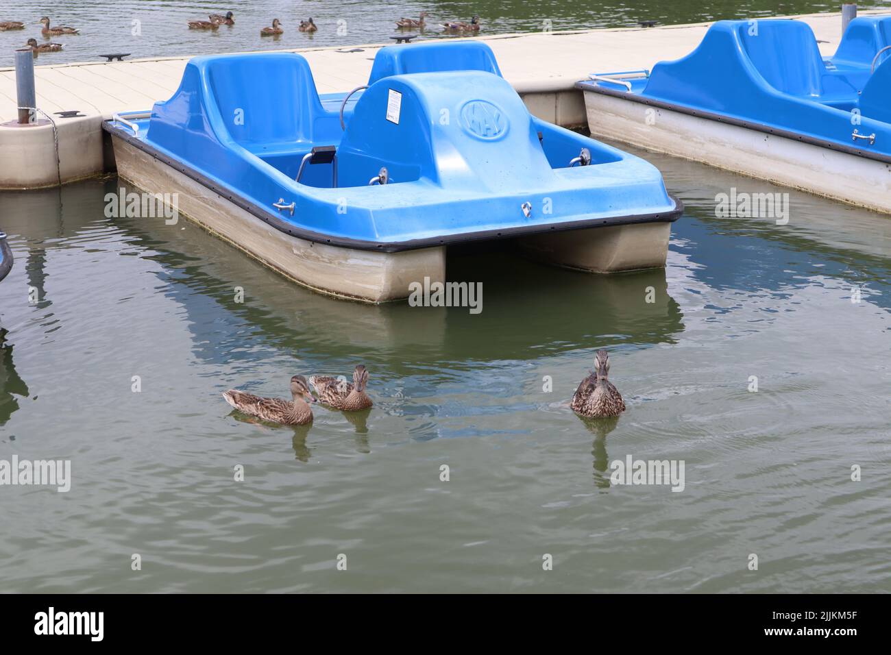 Paddle boats Free Stock Photos, Images, and Pictures of Paddle boats