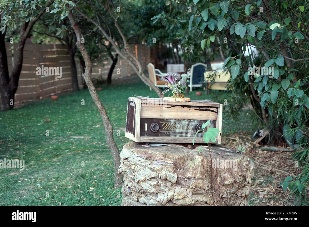 An old weathered radio broadcaster on a tree stump in a garden with green grass and trees Stock Photo