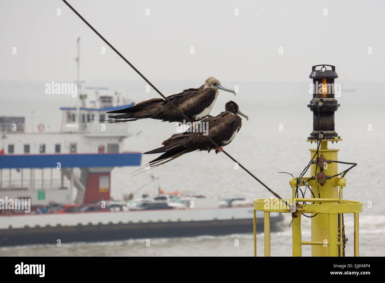Big birds sitting on ships mast.  Bird family sitting on ships mast. Stock Photo