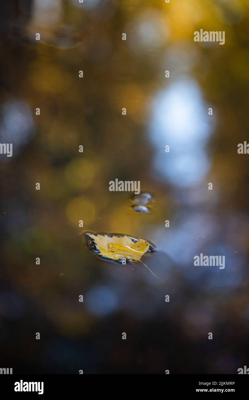 A vertical closeup of the yellow autumn leaf on the water surface Stock ...