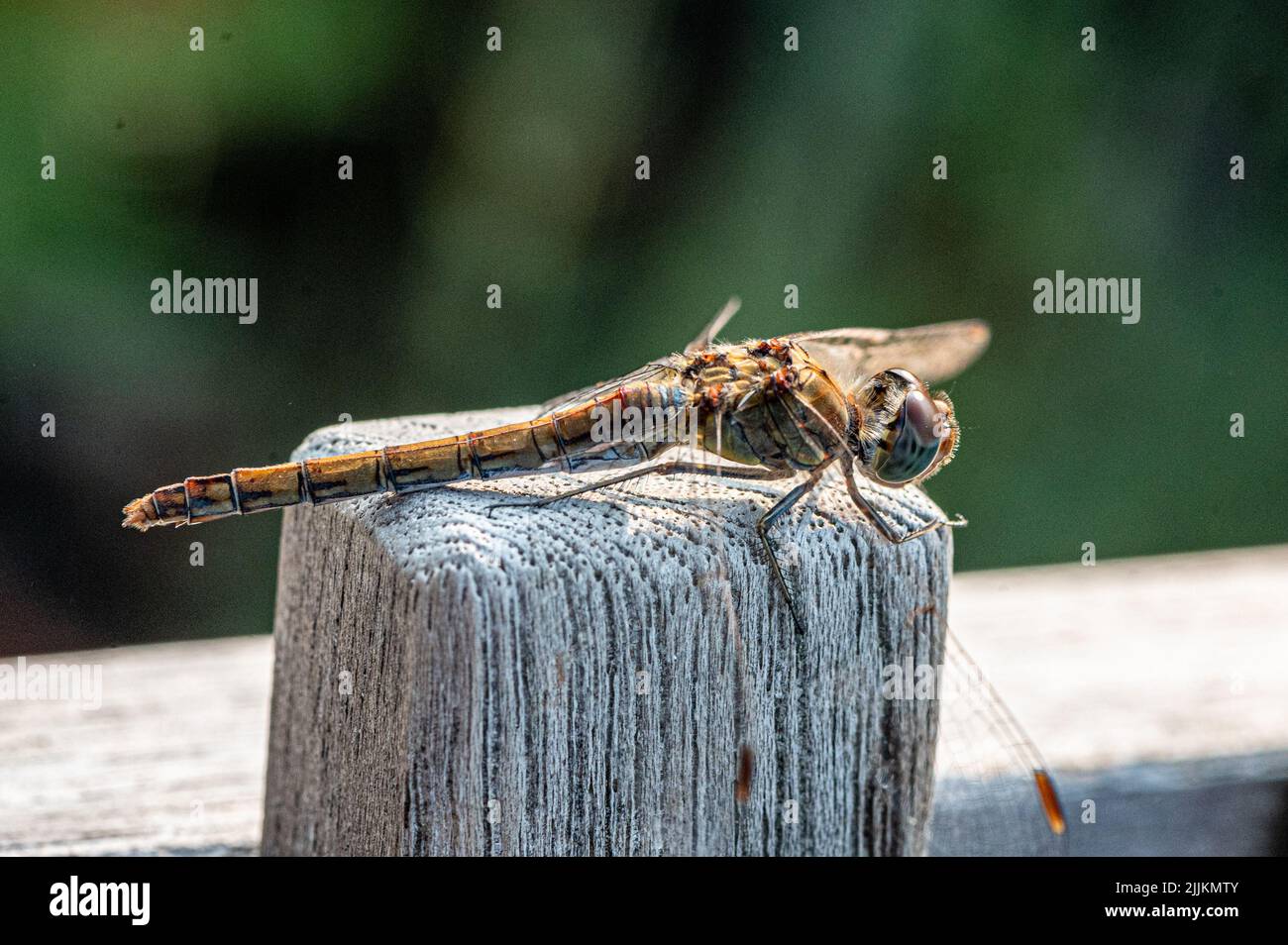 closeup photo of Odonata on wood Stock Photo