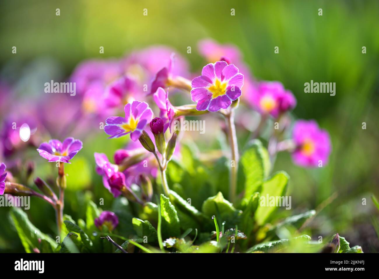 Spring flowers of Primula juliae (Julias Primrose) or purple primrose in the spring garden. Stock Photo