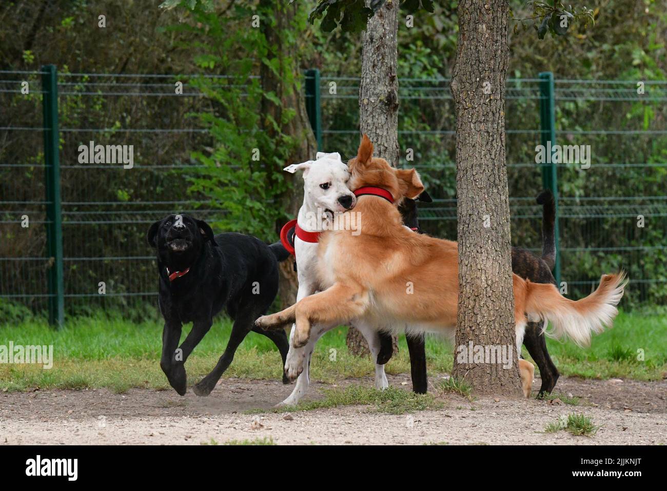 A different breed dogs playing with each other in the park Stock Photo ...