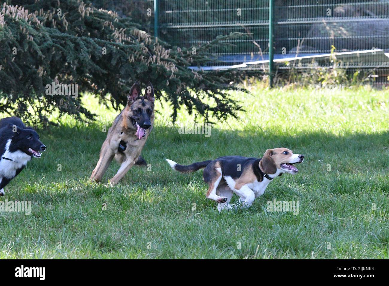 A different breed dogs playing with each other in the park Stock Photo ...