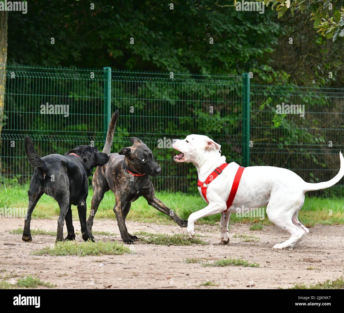 A different breed dogs playing with each other in the park Stock Photo ...