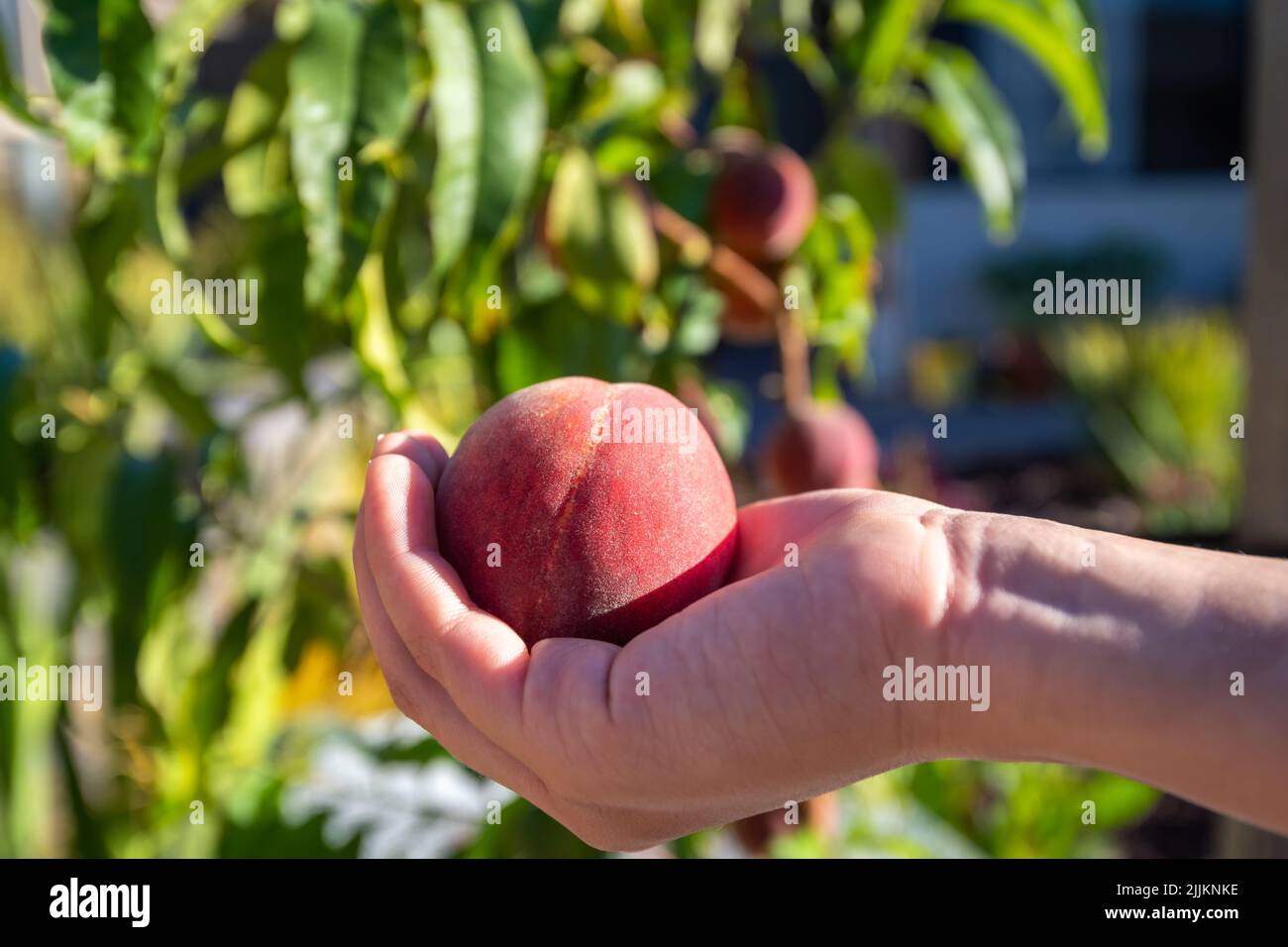 Home backyard grown peach in hand, South Australia Stock Photo