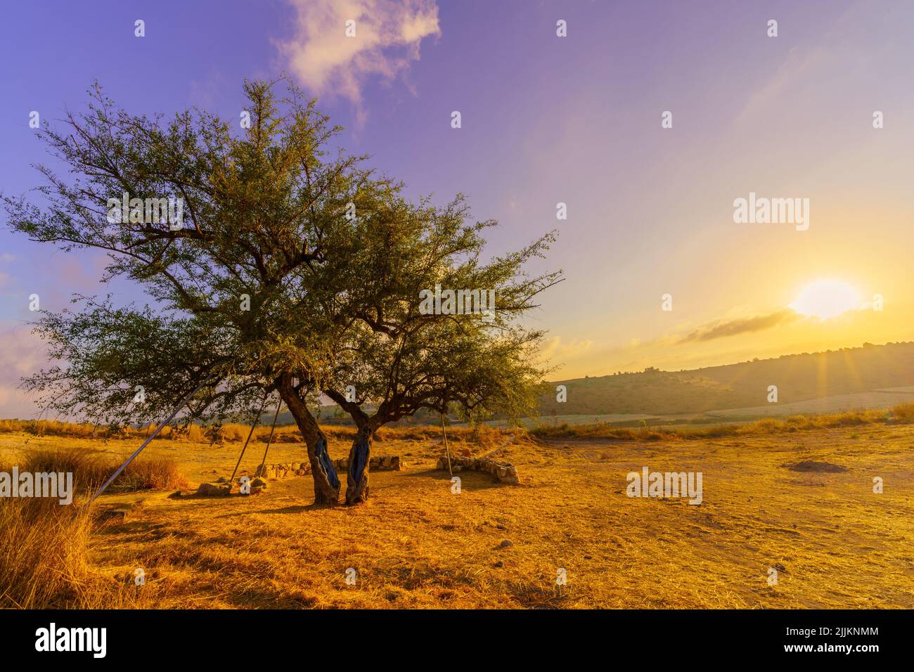 Sunrise view of the Lone Ghost Tree, in Tel Lachish National Park, the ...