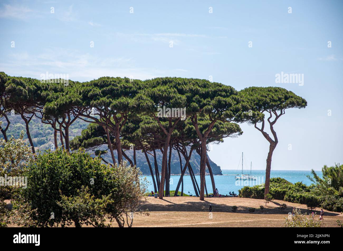 A view of Gulf of Baratti and pine trees Stock Photo
