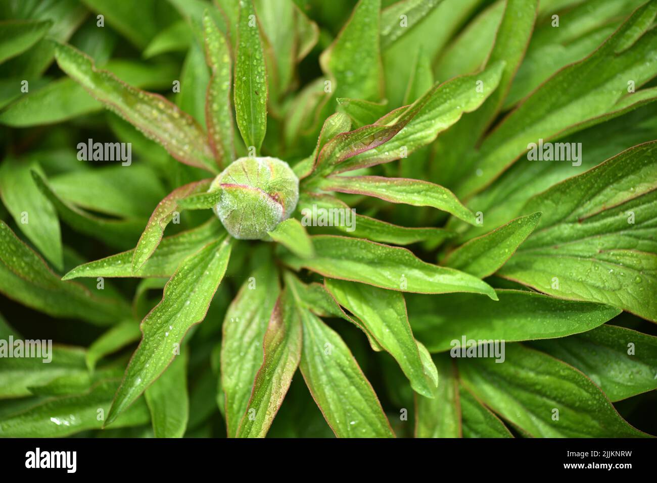 Fresh unopened peony bud in a spring garden. Closeup of peony bud with raindrops Stock Photo