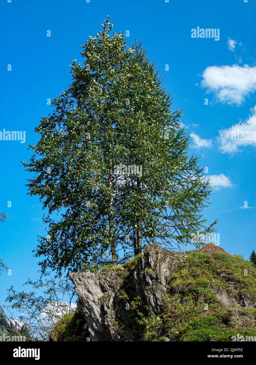 Tall tree hi-res stock photography and images - Alamy