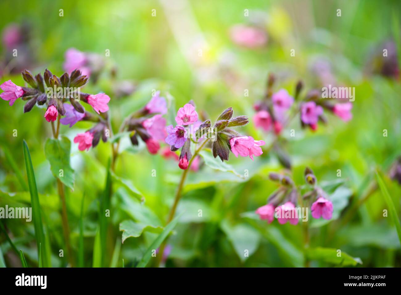 Pulmonaria flowers in meadow. Floral background Stock Photo