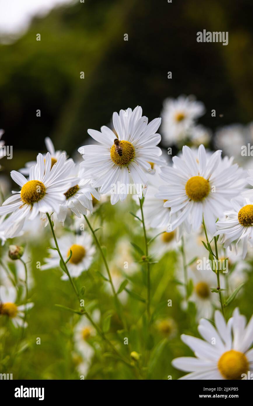 A vertical shot of chamomile flowers with bee sipping nectar Stock Photo