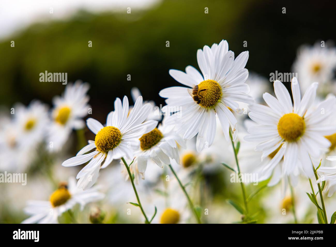 A closeup shot of chamomile flowers with bee sipping nectar Stock Photo