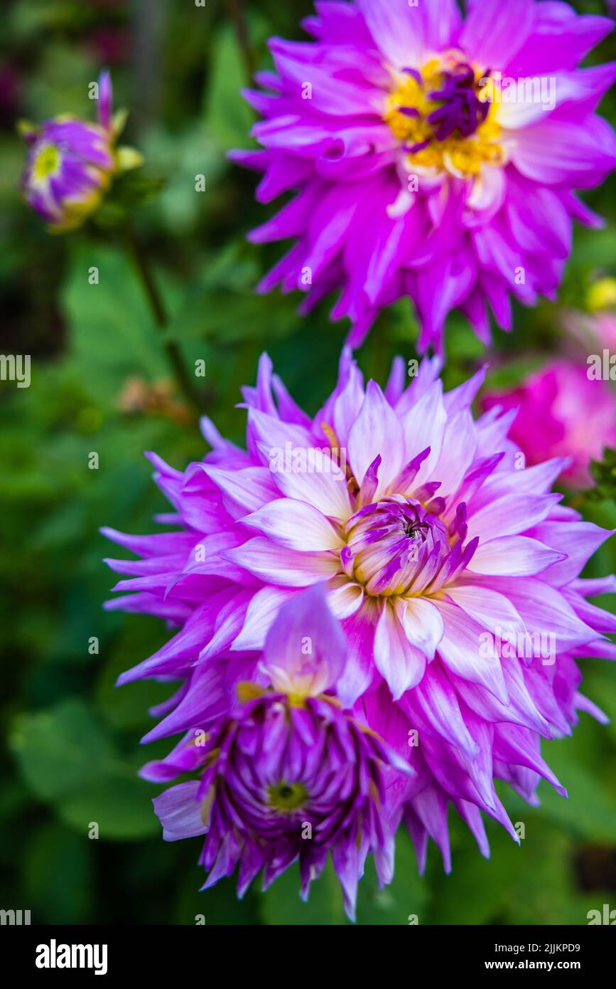A vertical shot of purple dahlias blossoming in the garden Stock Photo