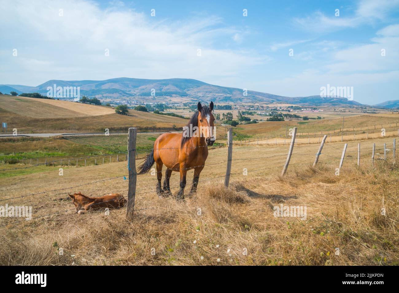 Mare and colt. Retortillo, Cantabria, Spain. Stock Photo