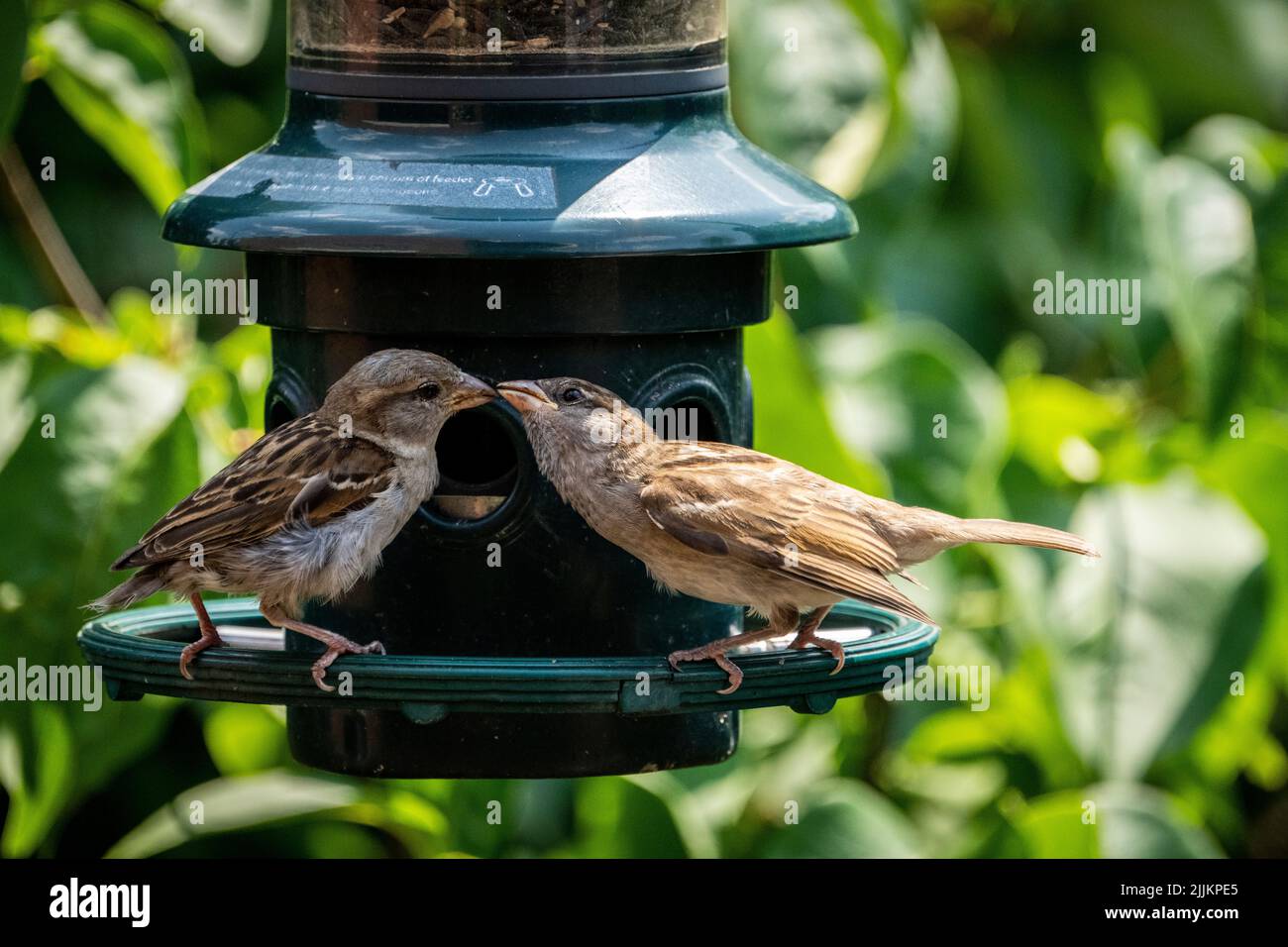 Female house finch feeding her chick at a backyard garden bird feeder. Stock Photo